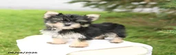 Morkie dogs for sale: Bella   - Ad 3