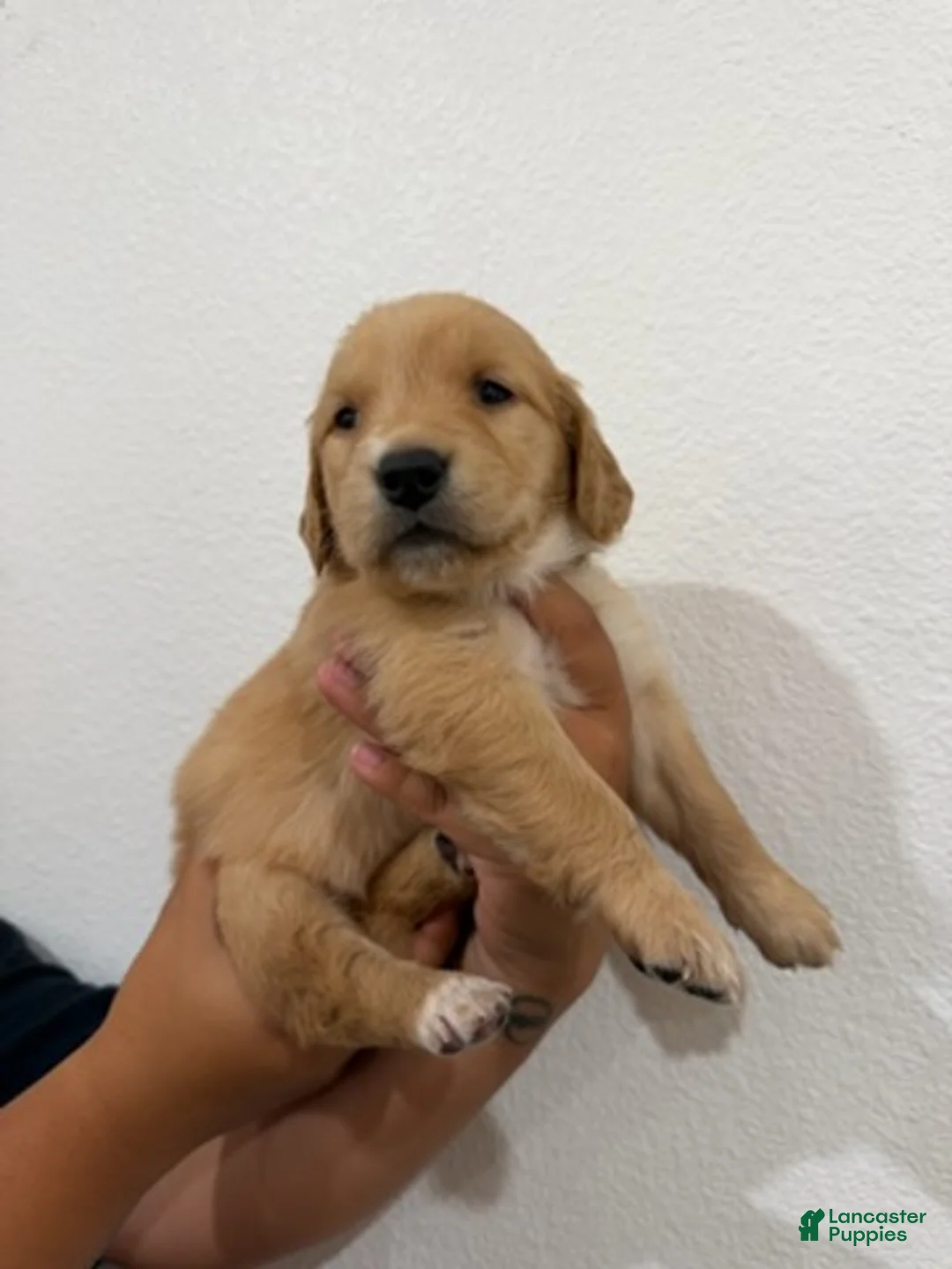 Golden Retriever dogs for sale: Gold Girl - Ad 2
