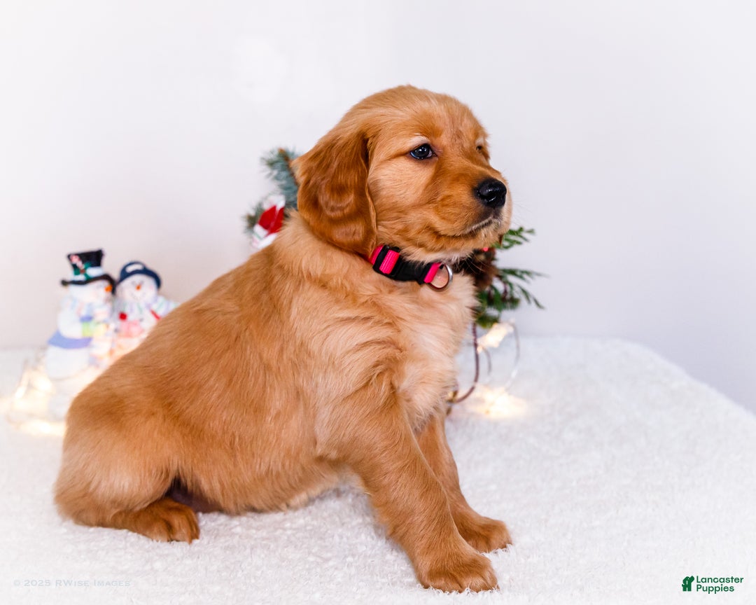 Golden Retriever dogs for sale: Kala - Ad 5