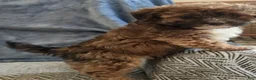 Mixed Breed dogs for sale: Rosie - Ad 6