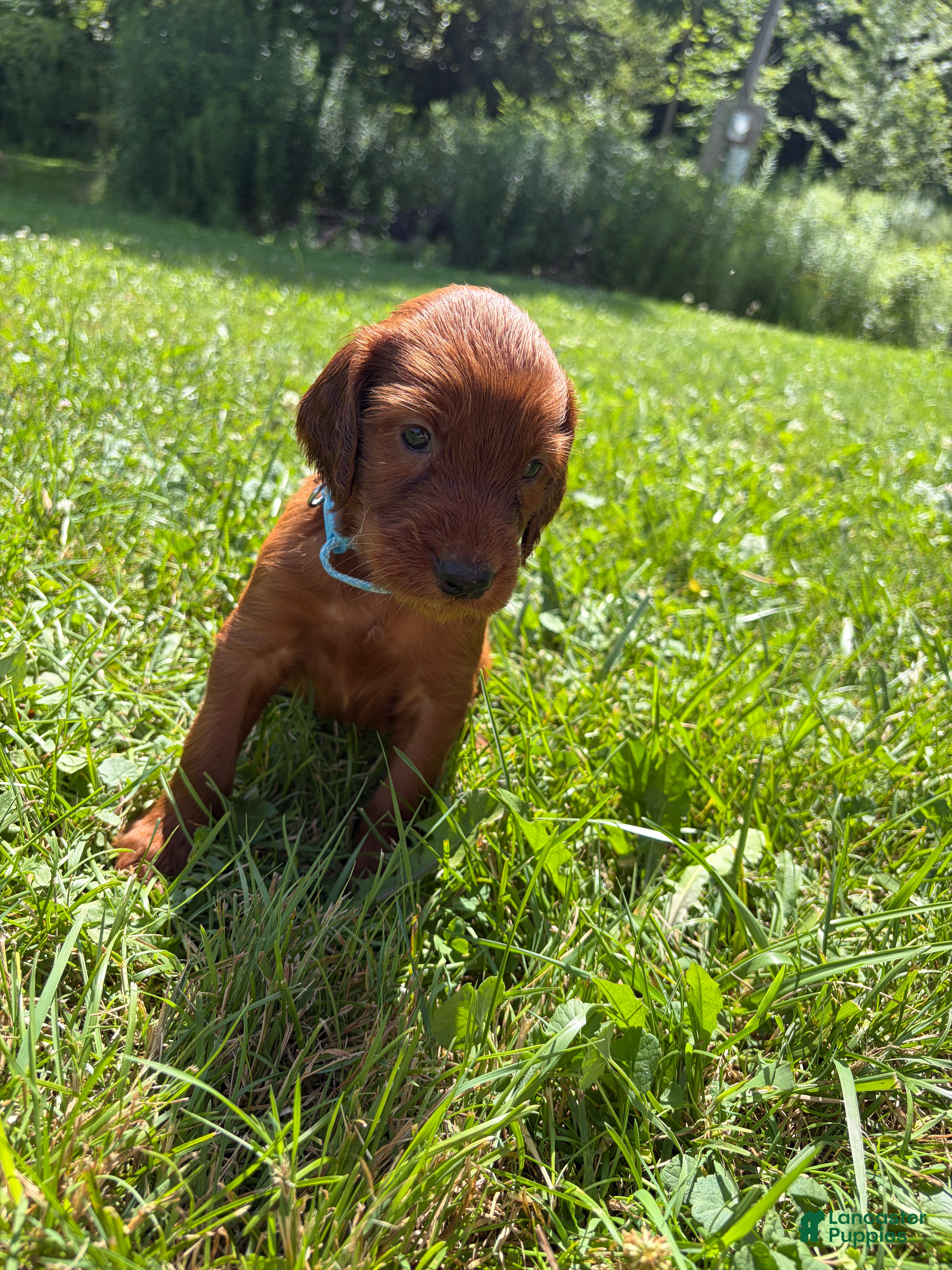 Irish Setter dogs Light Blue Collar  - Ad 32