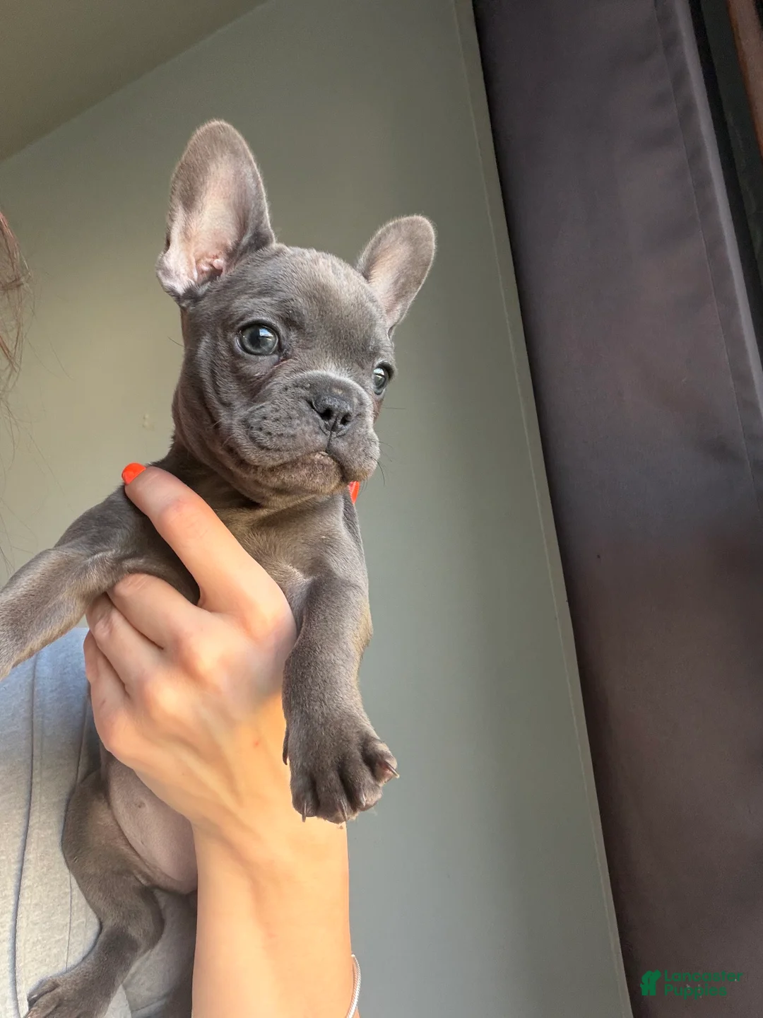 French Bulldog dogs for sale: Baby - Ad 3