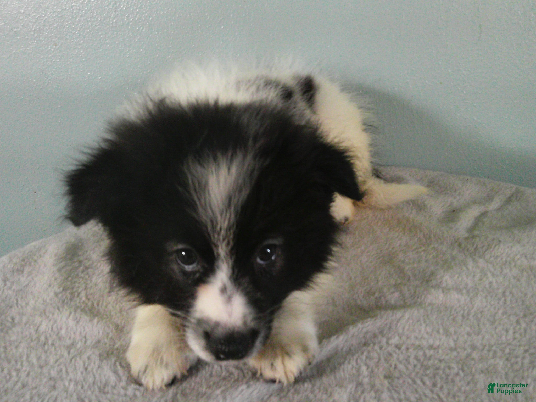 Pomeranian dogs Dylan - Ad 1