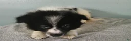 Pomeranian dogs for sale: Dylan - Ad 1
