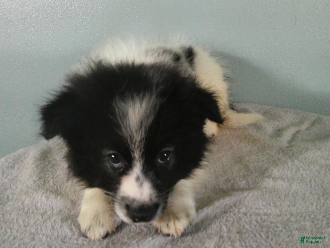 Pomeranian dogs for sale: Dylan - Ad 1