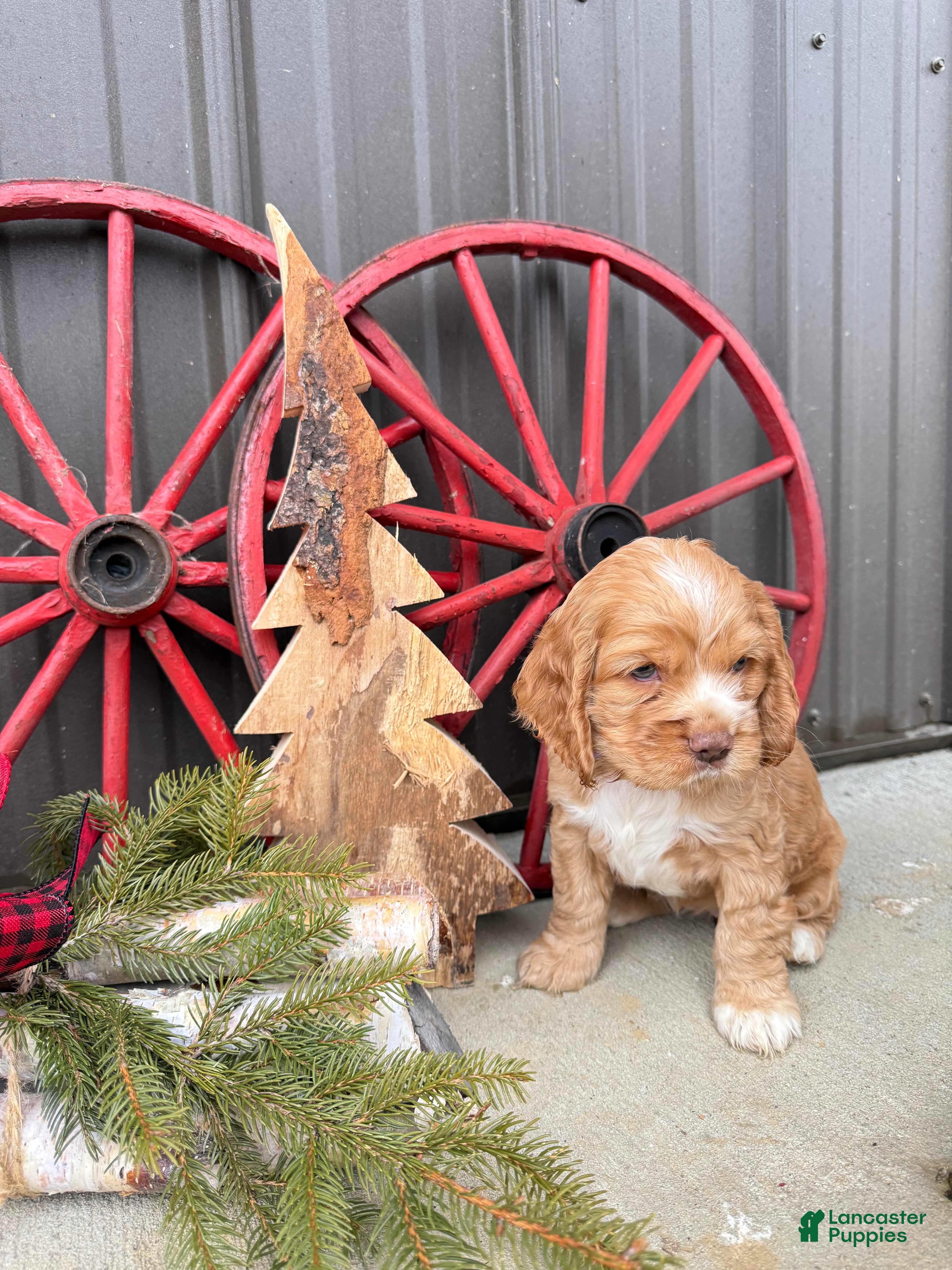 Cocker Spaniel dogs Adeline - Ad 2