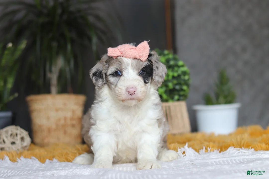 Sheepadoodle dogs for sale: Bonnie - Ad 5