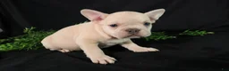 French Bulldog dogs for sale: Lenny - Ad 8