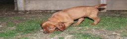 Mixed Breed dogs for sale: Mixed Breed Puppy 8 - Ad 1