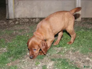 Mixed Breed dogs for sale: Mixed Breed Puppy 8 - Ad 3