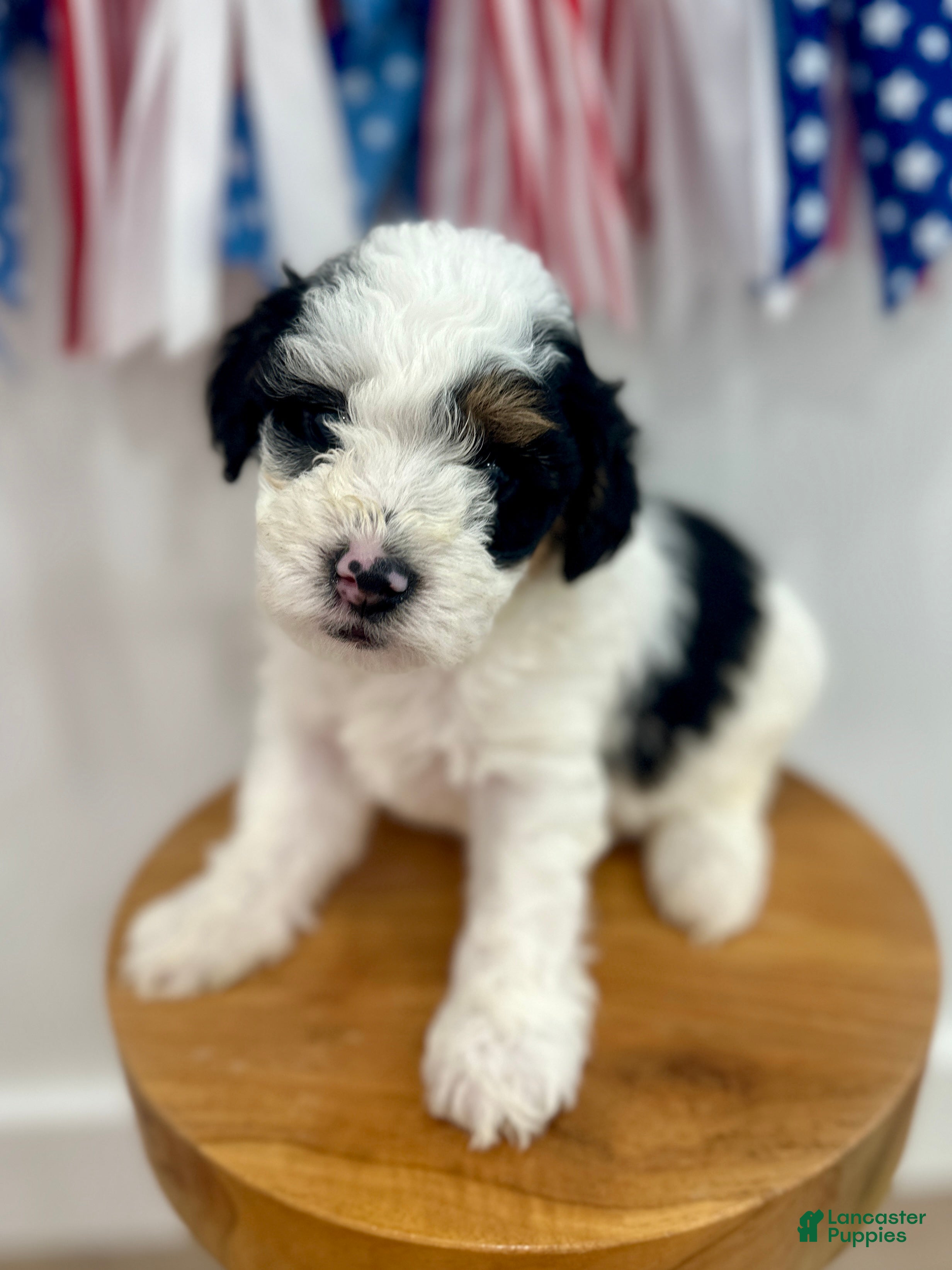 Mini Aussiedoodle dogs Tate - Ad 1