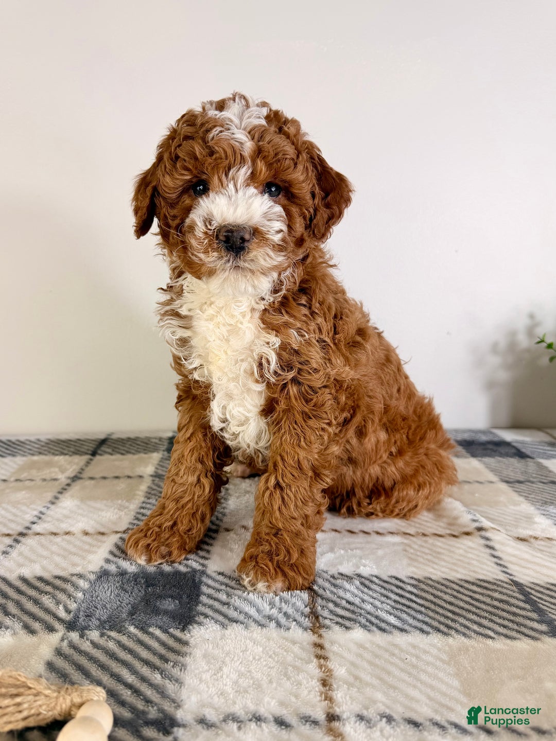 Goldendoodle dogs for sale: Scottie - Ad 2