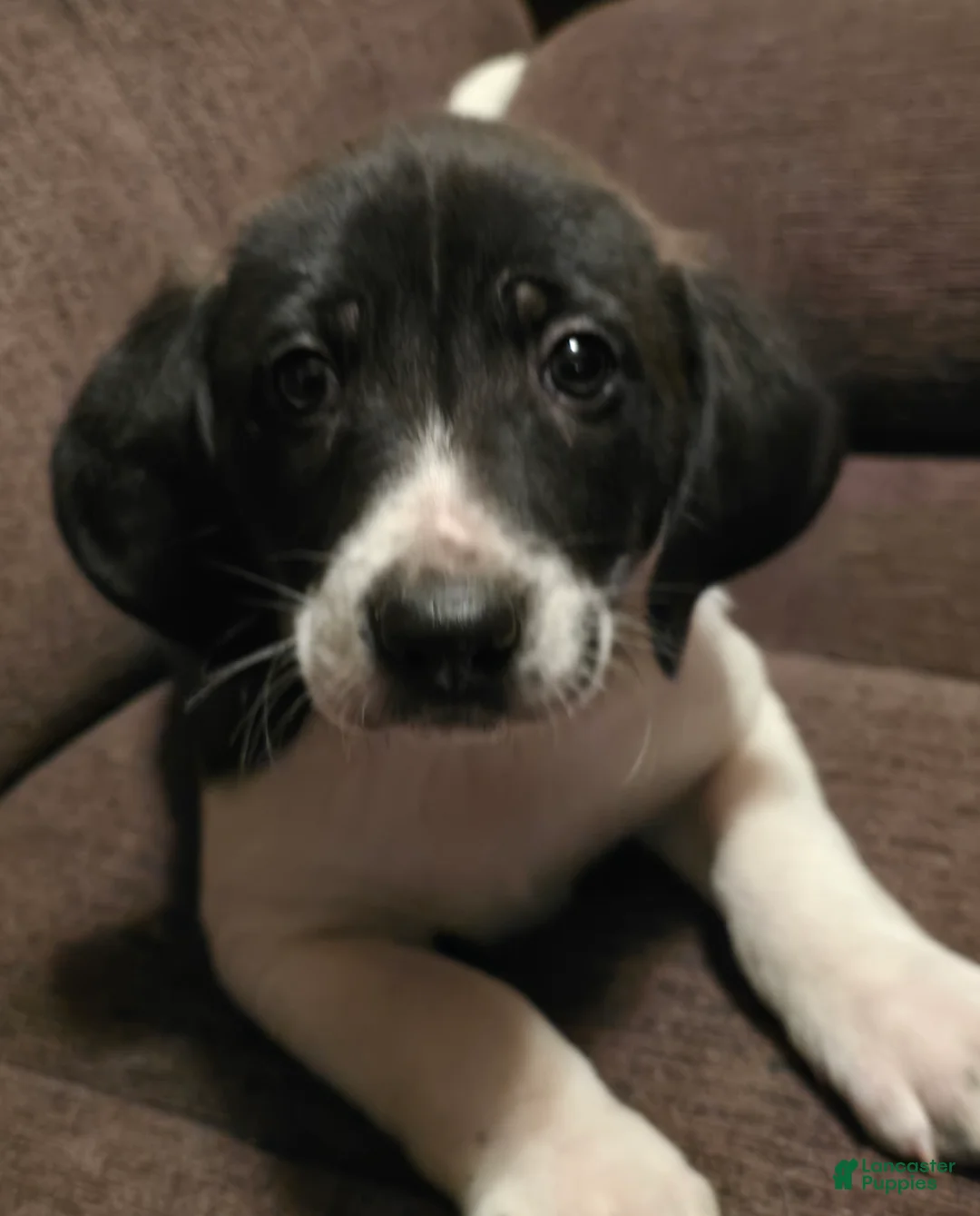 Other breed dogs for sale: Chocolate  - Ad 4