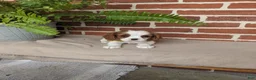 Cavalier King Charles Spaniel dogs for sale: Krissie - Ad 9