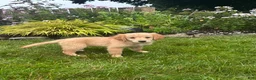 Golden Retriever dogs for sale: Golden Retriever 7 - Ad 3