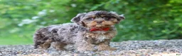 Cavapoo dogs for sale: Skipper - Ad 5