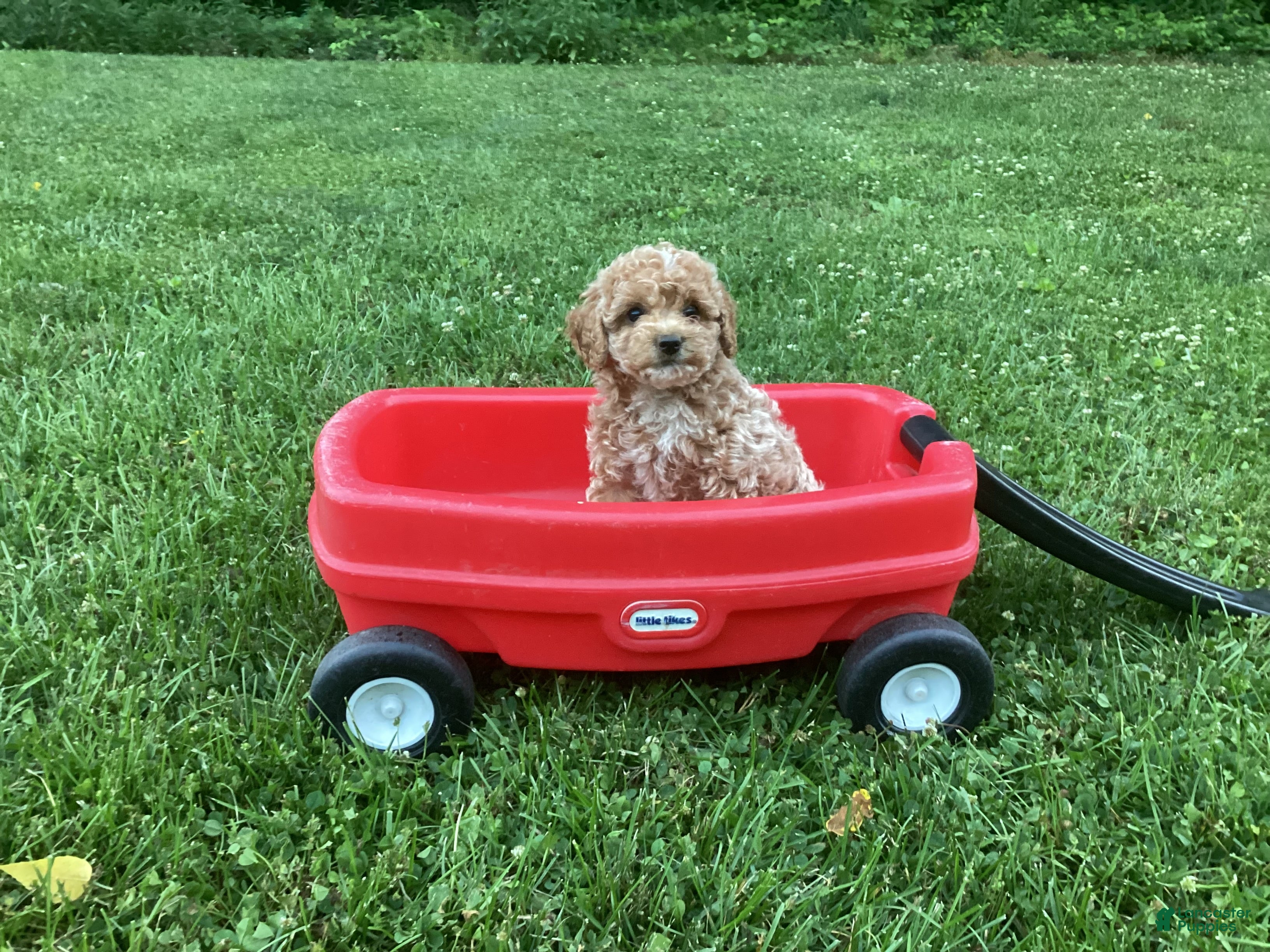Mini Goldendoodle dogs Nova - Ad 1