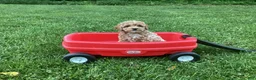 Mini Goldendoodle dogs for sale: Nova - Ad 1