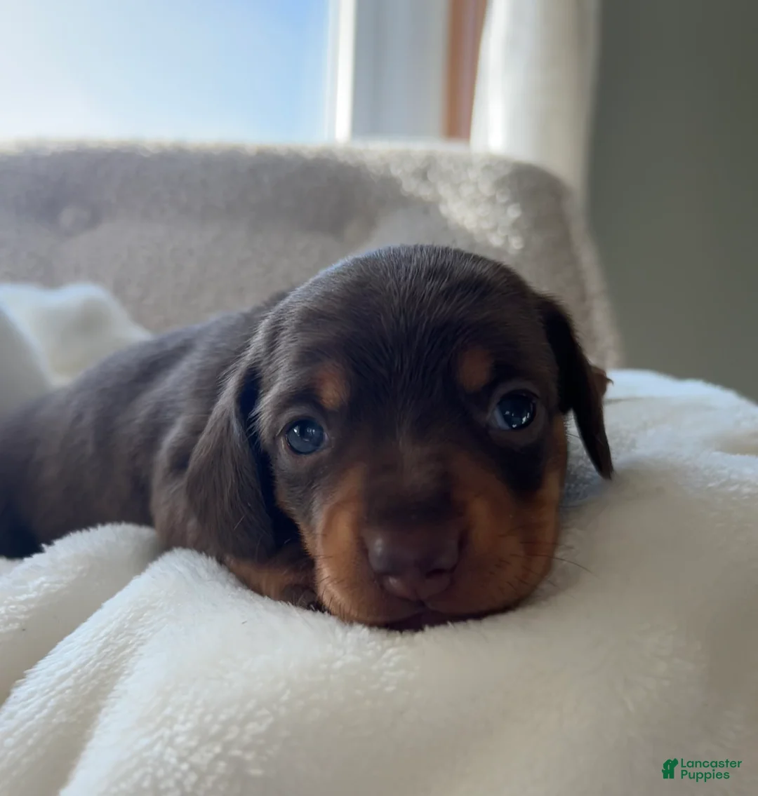 Miniature Dachshund dogs for sale: Oscar - Ad 12