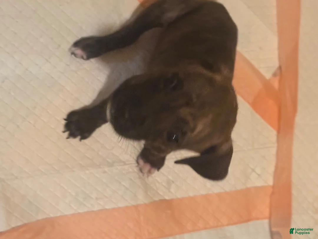 Mixed Breed dogs for sale: Mixed Breed 2 - Ad 1