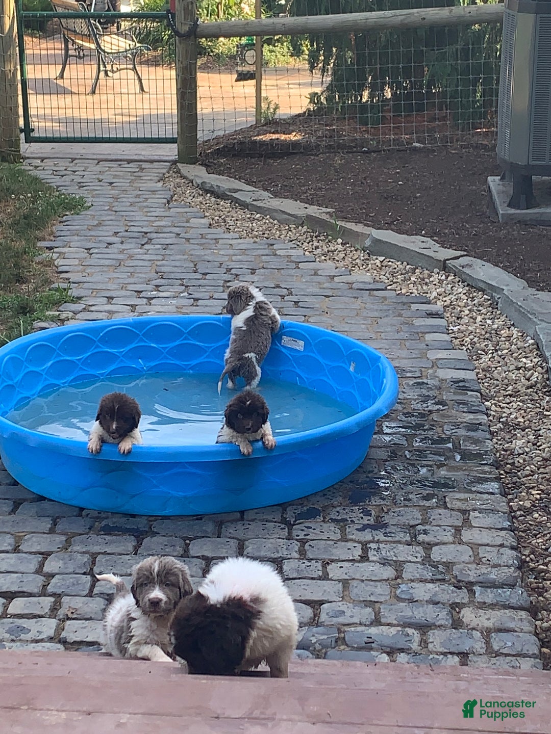 Newfoundland dogs for sale: Cindy - Ad 10