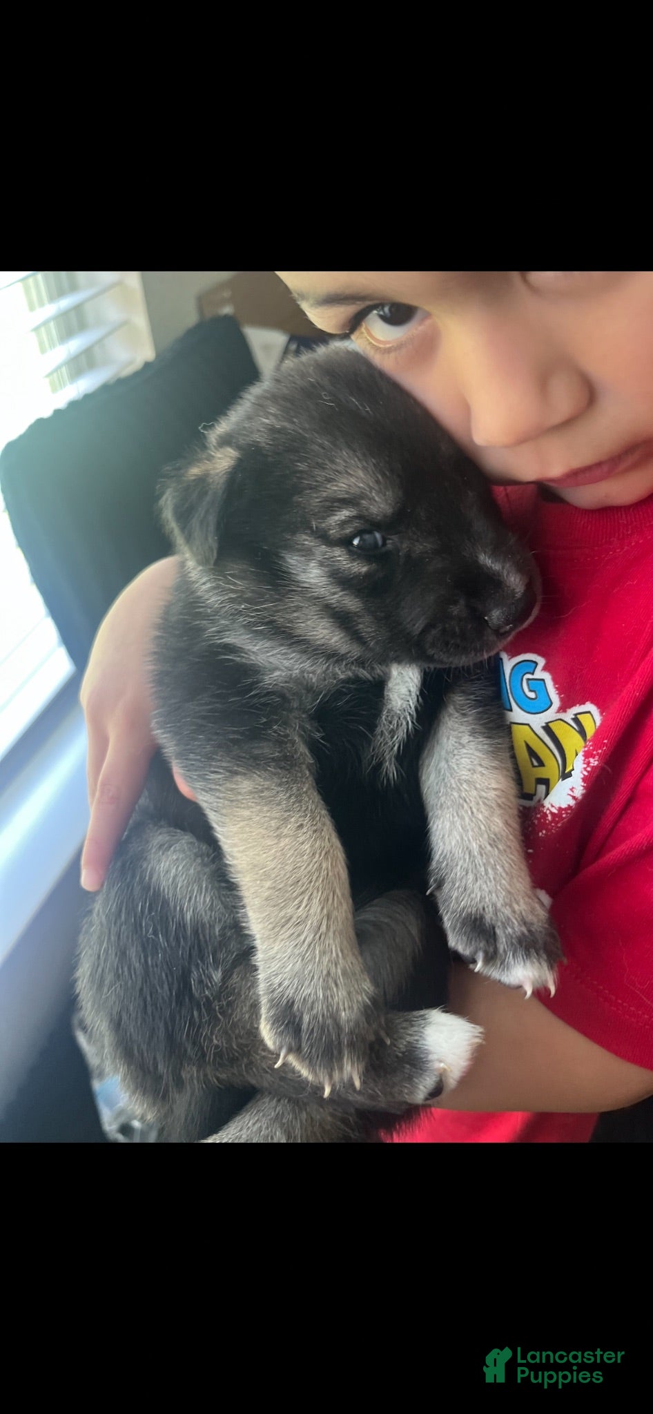 Gerberian Shepsky dogs for sale: Betty Boo - Ad 4