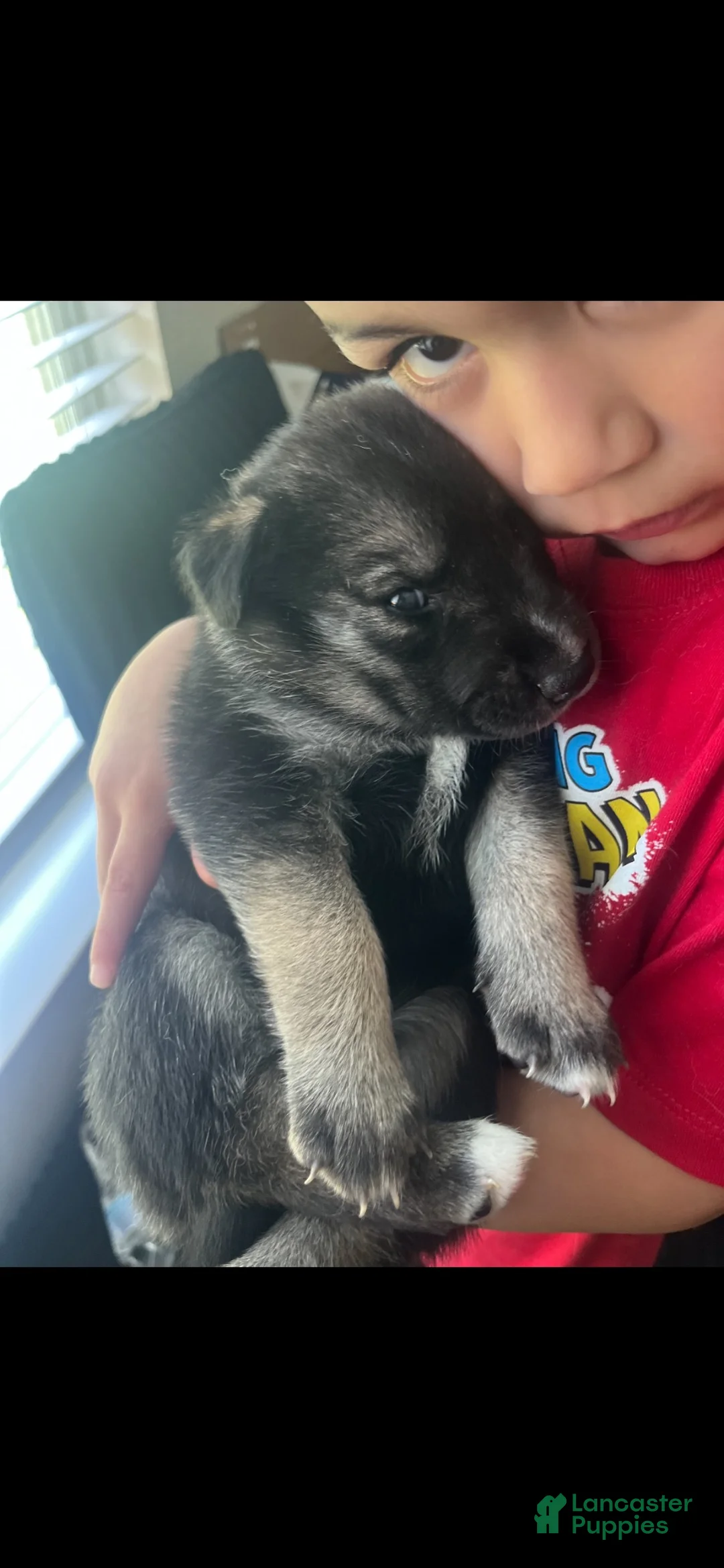 Gerberian Shepsky dogs for sale: Betty Boo - Ad 1