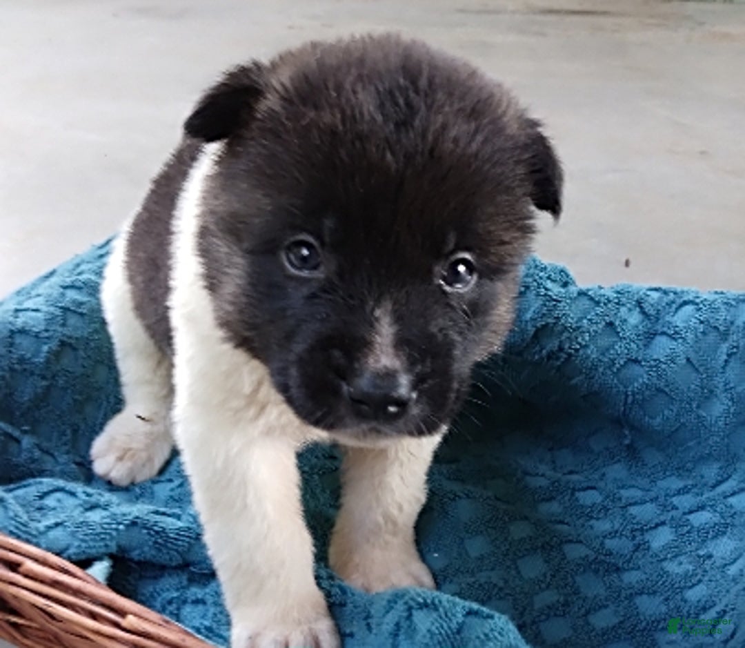 Gallery Image {{count}}