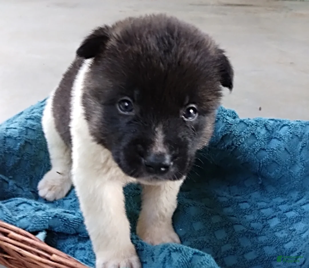 Gallery Image {{count}}