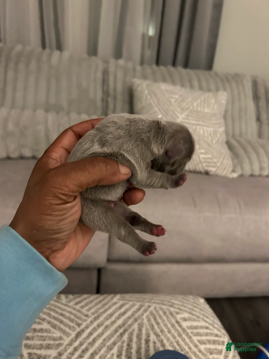 French Bulldog dogs for sale: French Bulldog Puppy 6 - Ad 2