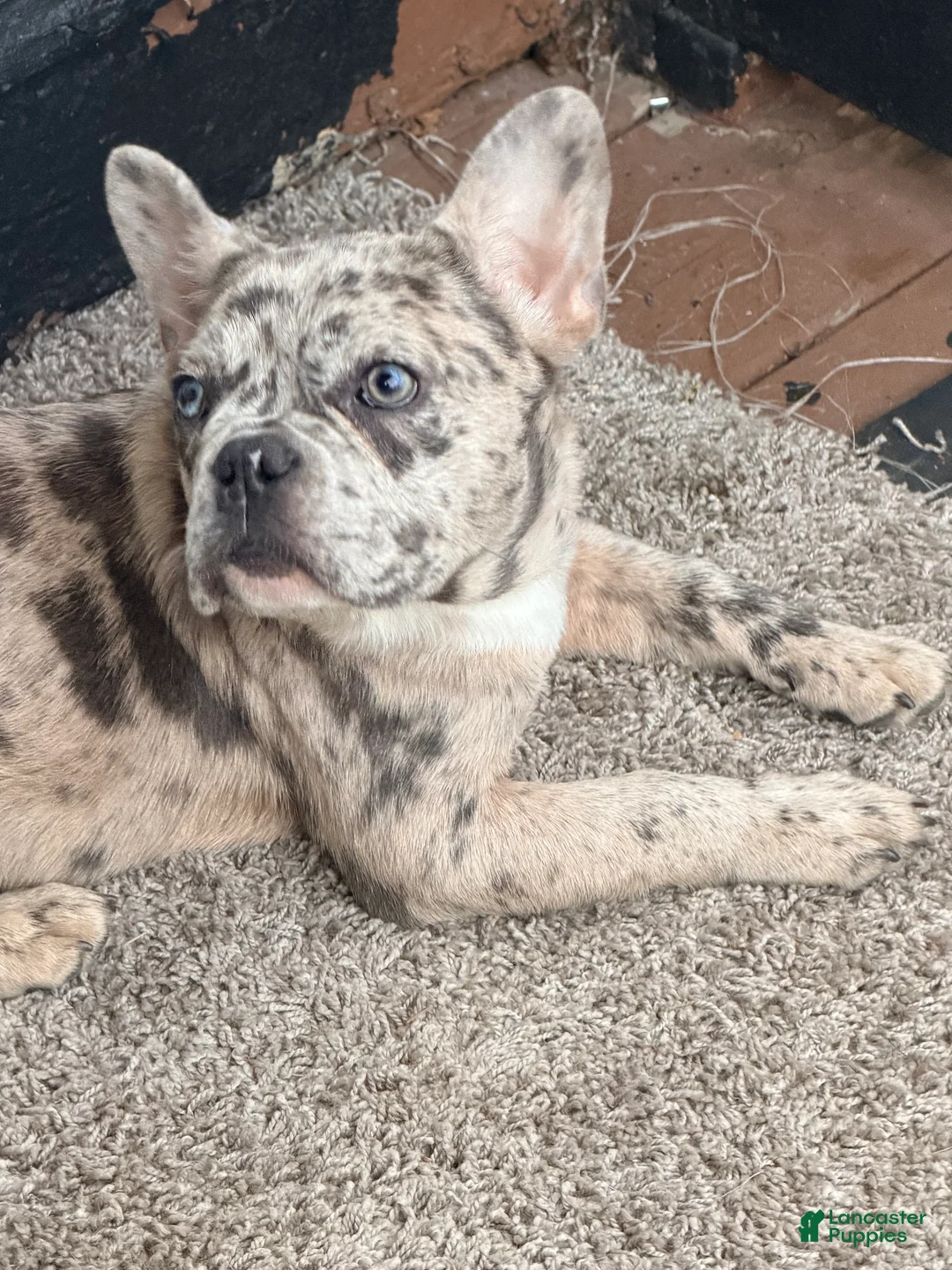 French Bulldog dogs for sale: Diesel - Ad 1