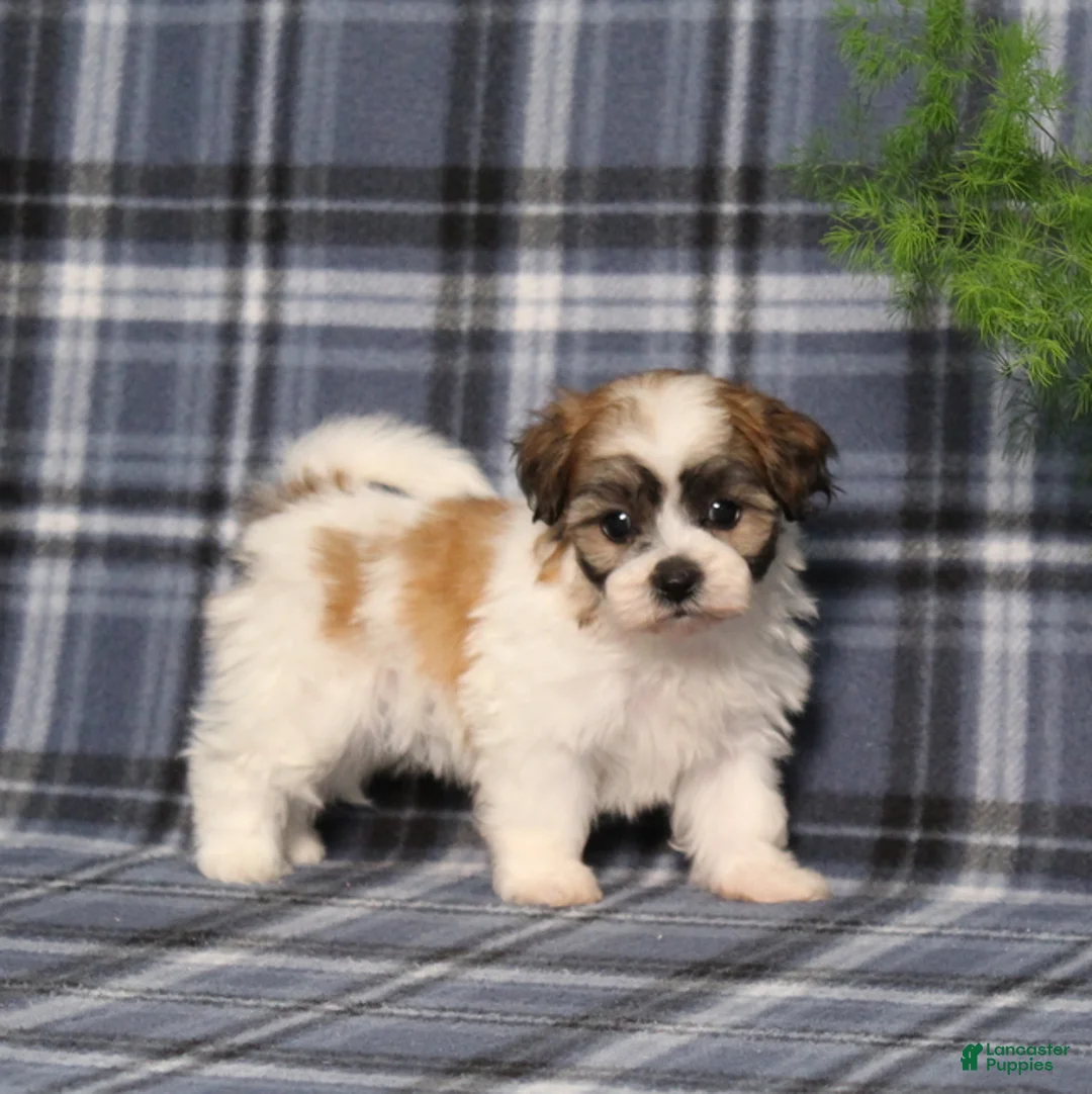 Teddy Bear dogs for sale: Yolonda - Ad 5