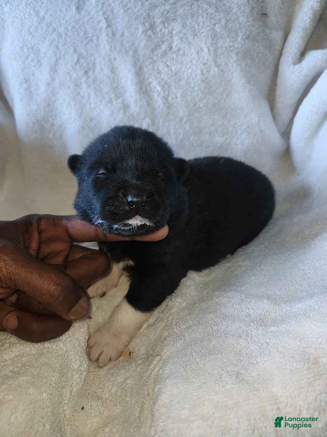 Akita dogs for sale: Akita Puppy 1 - Ad 1