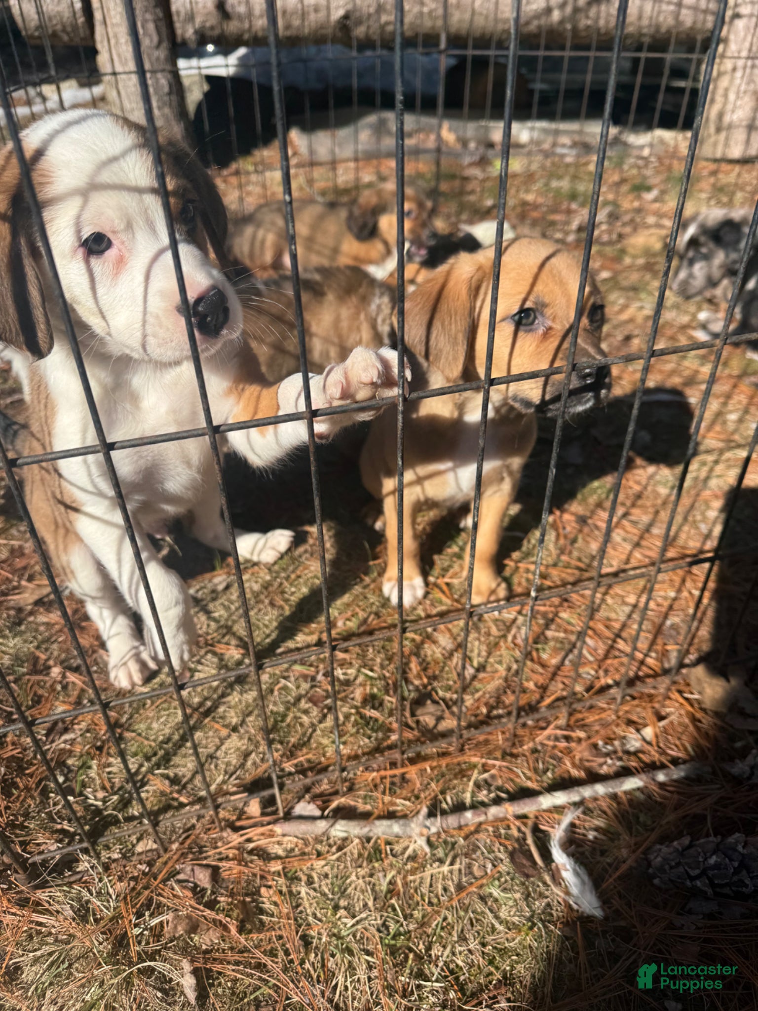 Mixed Breed dogs Mixed Breed Puppy 3 - Ad 17