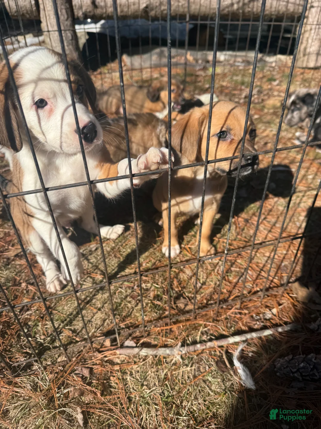 Mixed Breed dogs for sale: Mixed Breed Puppy 3 - Ad 1