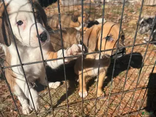 Mixed Breed dogs Mixed Breed Puppy 3 - Ad 17