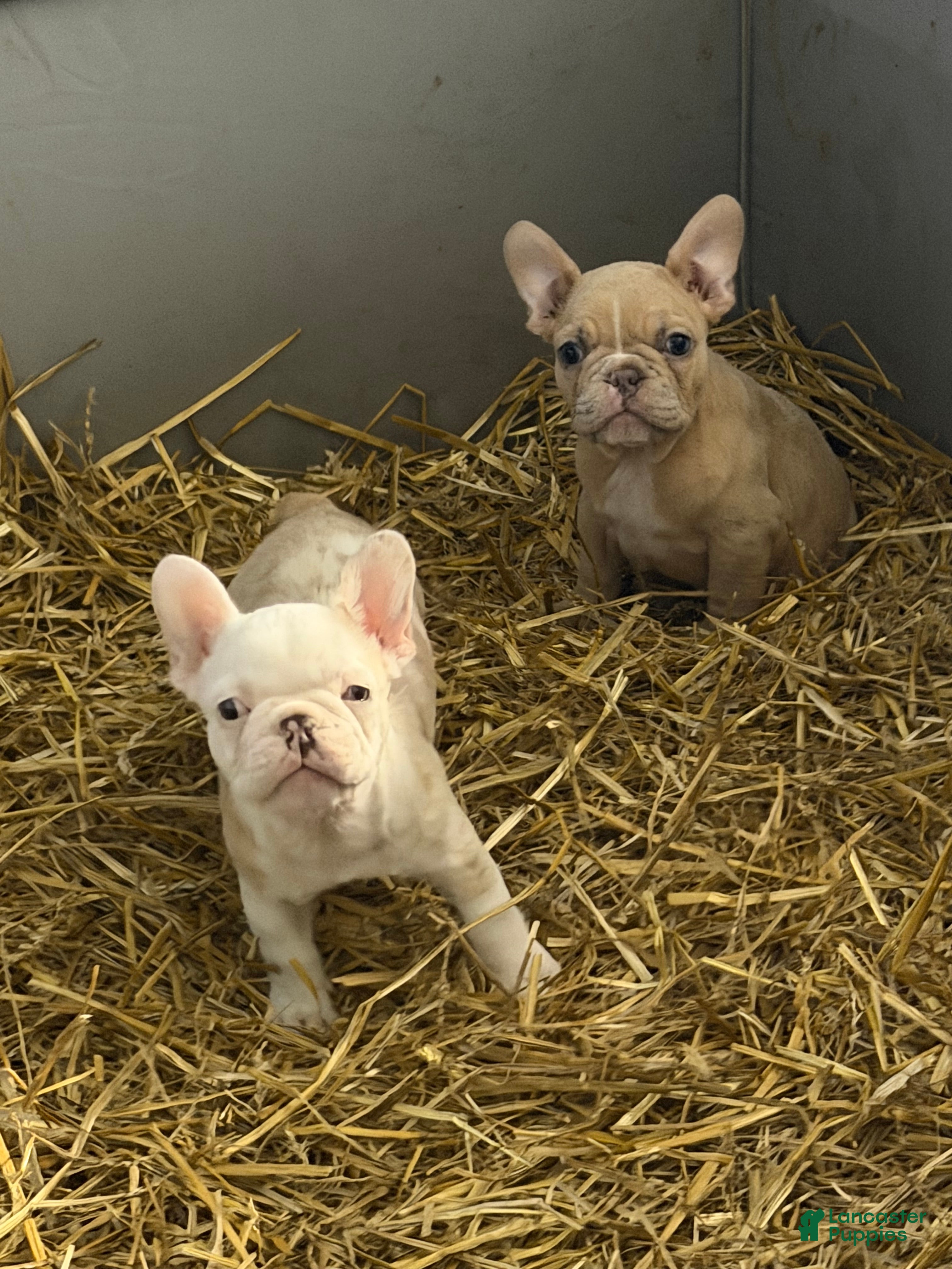 French Bulldog dogs French Bulldog 1 - Ad 10