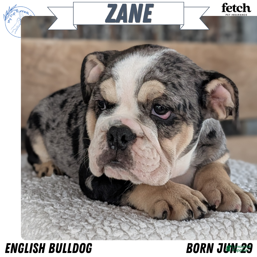 Zane