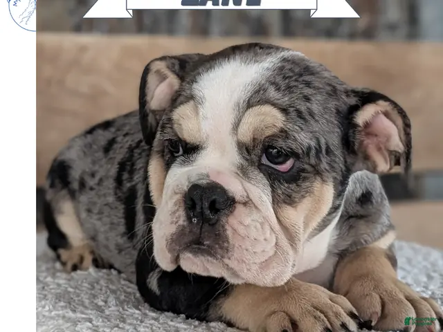 English Bulldog dogs for sale: Zane - Ad 1