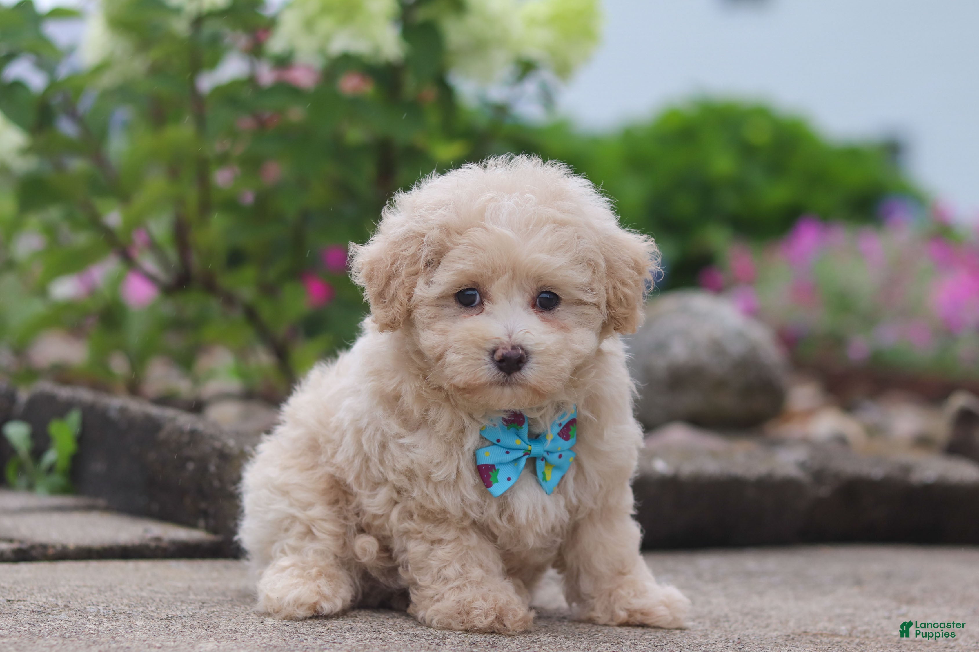 Maltipoo dogs Noah - Ad 2