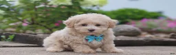 Maltipoo dogs for sale: Noah - Ad 2