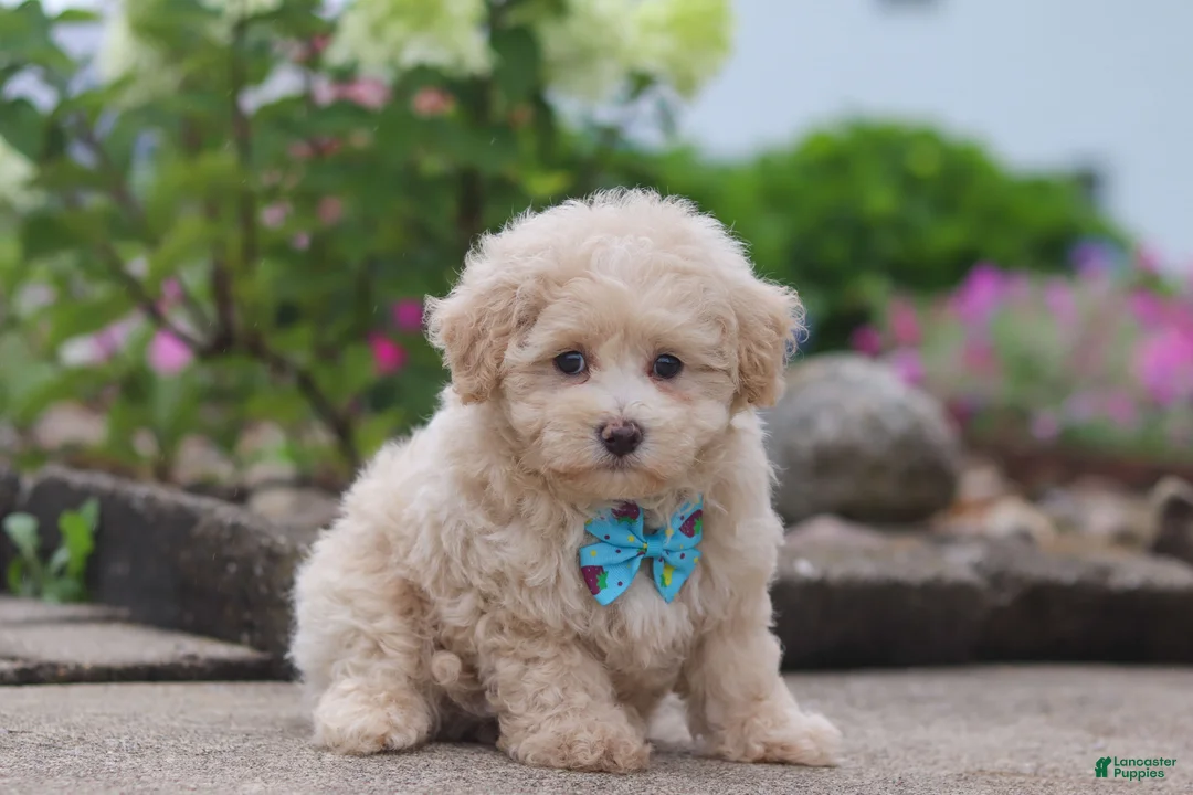 Maltipoo dogs for sale: Noah - Ad 2