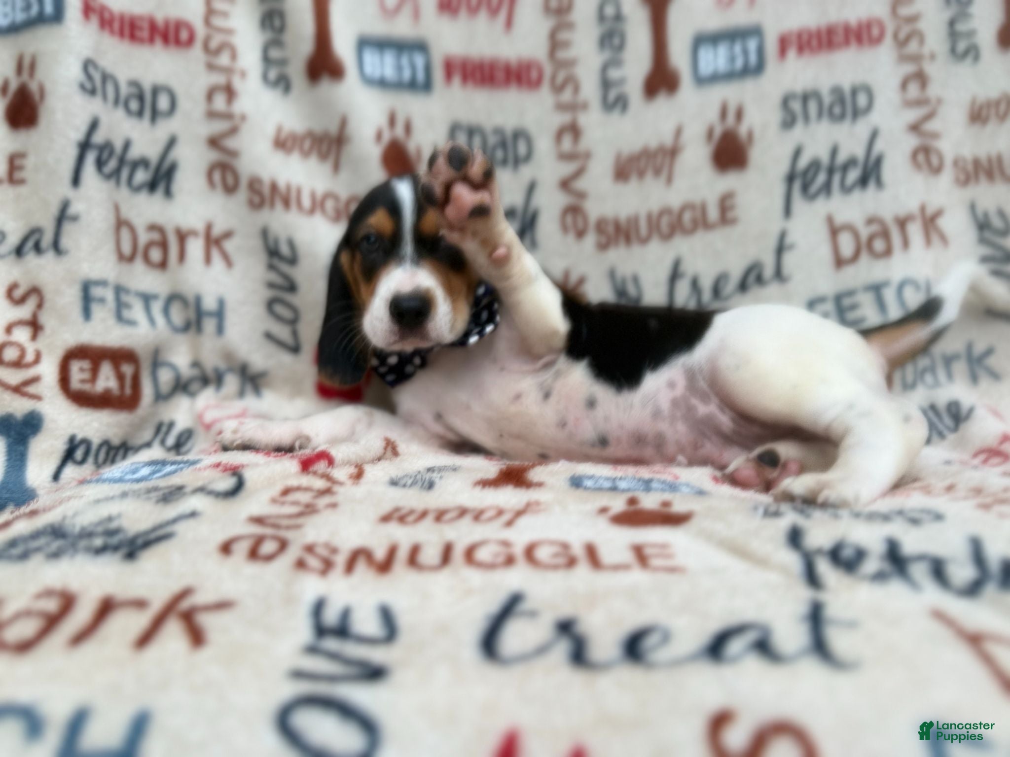 Beagle dogs Waylon - Ad 1
