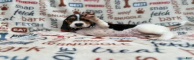 Waylon