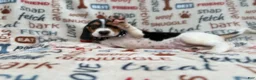 Beagle dogs for sale: Waylon - Ad 1