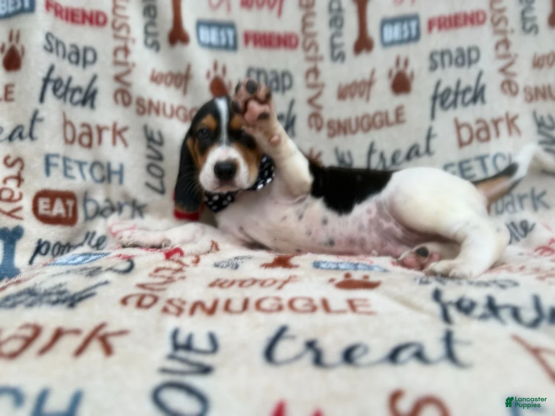 Beagle dogs for sale: Waylon - Ad 1