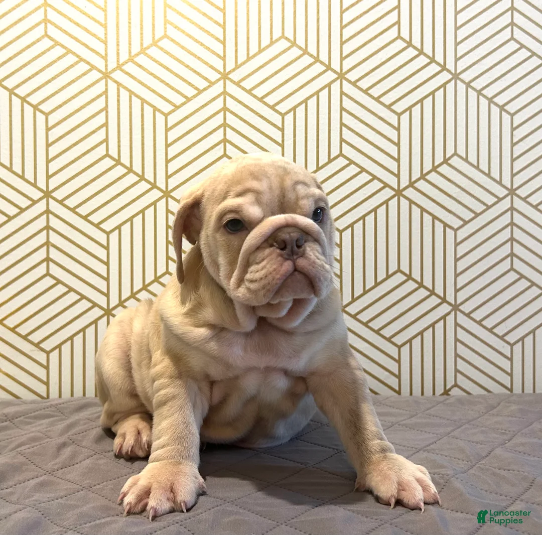 English Bulldog dogs for sale: River - Ad 5
