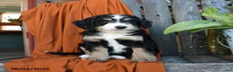 Bernedoodle dogs for sale: Quinana - Ad 4