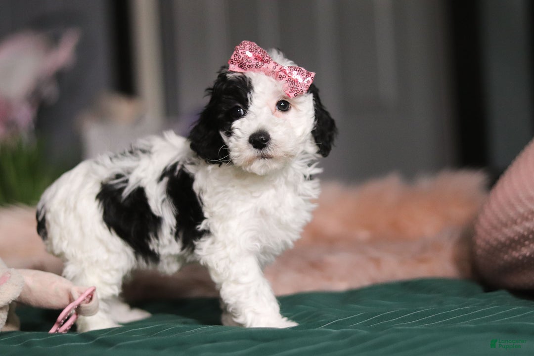 Miniature Poodle dogs for sale: Lilac - Ad 3