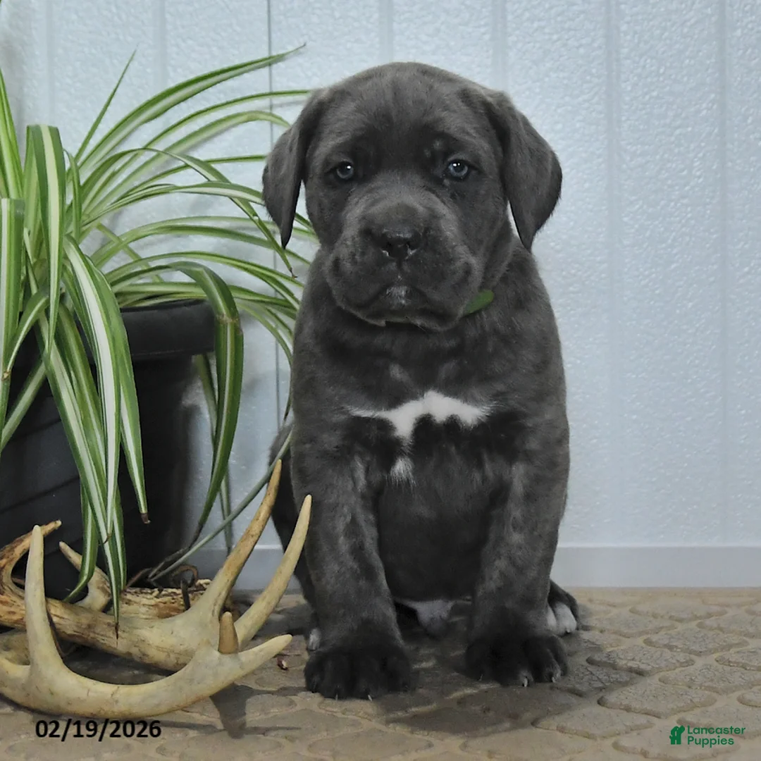 Cane Corso dogs for sale: Gallant - Ad 4